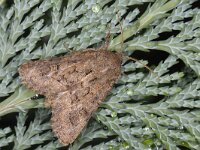 Luperina testacea 02 #13901 : Luperina testacea, Gewone grasuil