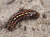 Lycophotia porphyrea