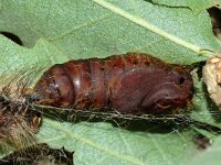 Lymantria dispar 13, Plakker, Saxifraga-Peter Gergely