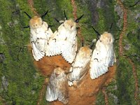 Lymantria dispar 15, Plakker, Saxifraga-Peter Gergely