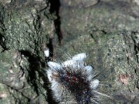 Lymantria dispar 17, Plakker, Saxifraga-Peter Gergely