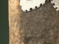 Lymantria dispar 3, Plakker, Saxifraga-Frits Bink