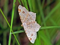 164_13, Semiothisa alternar : Macaria alternata, Donker klaverblaadje