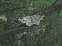 Macaria alternata 3, Donker klaverblaadje, Saxifraga-Rutger Barendse