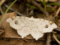 Macaria notata, Peacock Moth