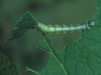 Macaria wauaria 2, Zwarte-w-vlinder, Vlinderstichting-Nely Honig