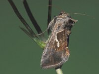 Macdunnoughia confusa, Dewick s Plusia