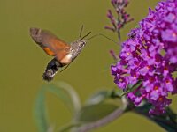 Kolibrievlinder  kolibrievlider op vlinderstruik : Macroglossum stellatarum