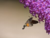 Macroglossum stellatarum 13, Kolibrievlinder, Saxifraga-Jan Nijendijk