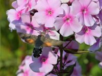 Macroglossum stellatarum 37, Kolibrievlinder, Saxifraga-Tom Heijnen