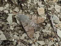 Macroglossum stellatarum 38, Kolibievlinder, Saxifraga-Joep Steur