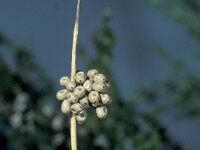 Macrothylacia rubi, Fox Moth