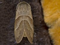 Macrothylacia rubi 8, Veelvraat, Saxifraga-Jan Nijendijk