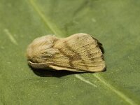 Malacosoma castrensis, Ground Lackey