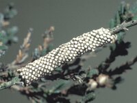 Malacosoma castrensis 5, Heideringelrups, Saxifraga-Frits Bink