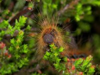 Malacosoma neustria 2, Ringelrups, Vlinderstichting-Ab H Baas