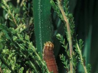 Mamestra brassicae, Cabbage moth