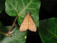 Mecyna flavalis