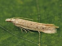 Megacraspedus tristictus