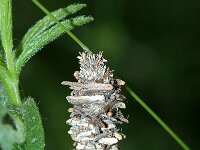 Megalophanes viciella