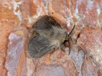 Megalophanes viciella 2, Saxifraga-Peter Gergely  Pachythelia villosella