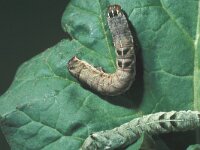 Melanchra persicariae , Dot