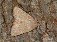 Mesogona acetosellae