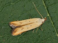 Mesophleps silacella