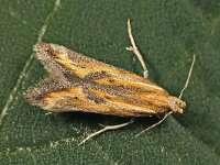 Metzneria artificella