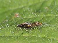 Micropterix aruncella