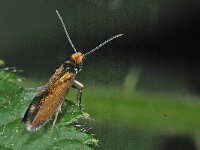 Micropterix aruncella #16485 : Micropterix aruncella, vroege oermot