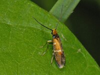 Micropterix aruncella #12278 : Micropterix aruncella