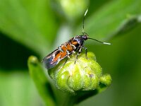 Microsteia hermannella