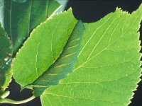 Mimas tiliae, Lime Hawk-moth