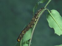 Minucia lunaris, Lunar Double-stripe