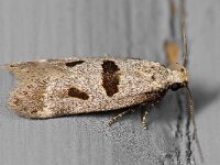 Mirificarma cytisella