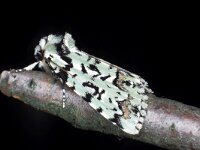 Moma alpium, Sussex Emerald