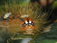 Moma alpium 01 #08384 : Moma alpium, Gevlekte groenuil