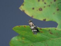 Mompha subbistrigella