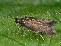 Monochroa tenebrella