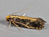 Monopis crocicapitella