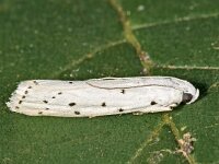 Myelois circumvoluta