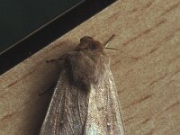 Mythimna ferrago, Clay