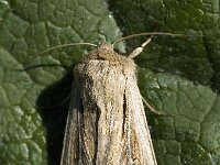 Mythimna impura, Smoky Wainscot