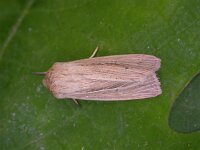 Mythimna impura 4, Stompvleugelgrasuil, Saxifraga-Peter Meininger