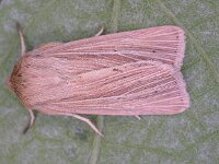 Mythimna impura 5, Stompvleugelgrasuil, Saxifraga-Peter Meininger