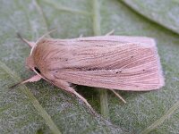 Mythimna impura 7, Stompvleugelgrasuil, Saxifraga-Peter Meininger