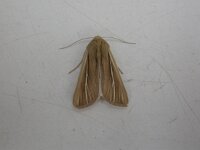 Mythimna litoralis, Shore Wainscot