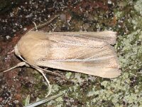 Mythimna litoralis 2, Helmgrasuil, Saxifraga-Foto Fitis-Adriaan Dijksen