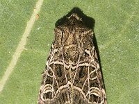 Naenia typica, Gothic